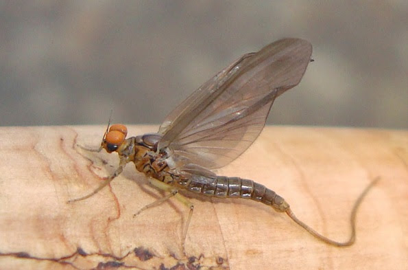 BWO Blue Winged Olives – BWO