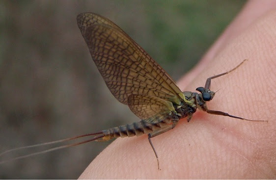 Ecdyonurus Семейство Heptageniidae - Род Ecdyonurus