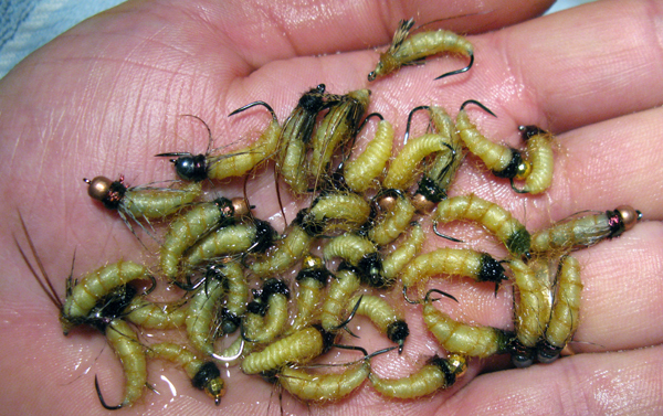 iantra-caddis-pupa-all