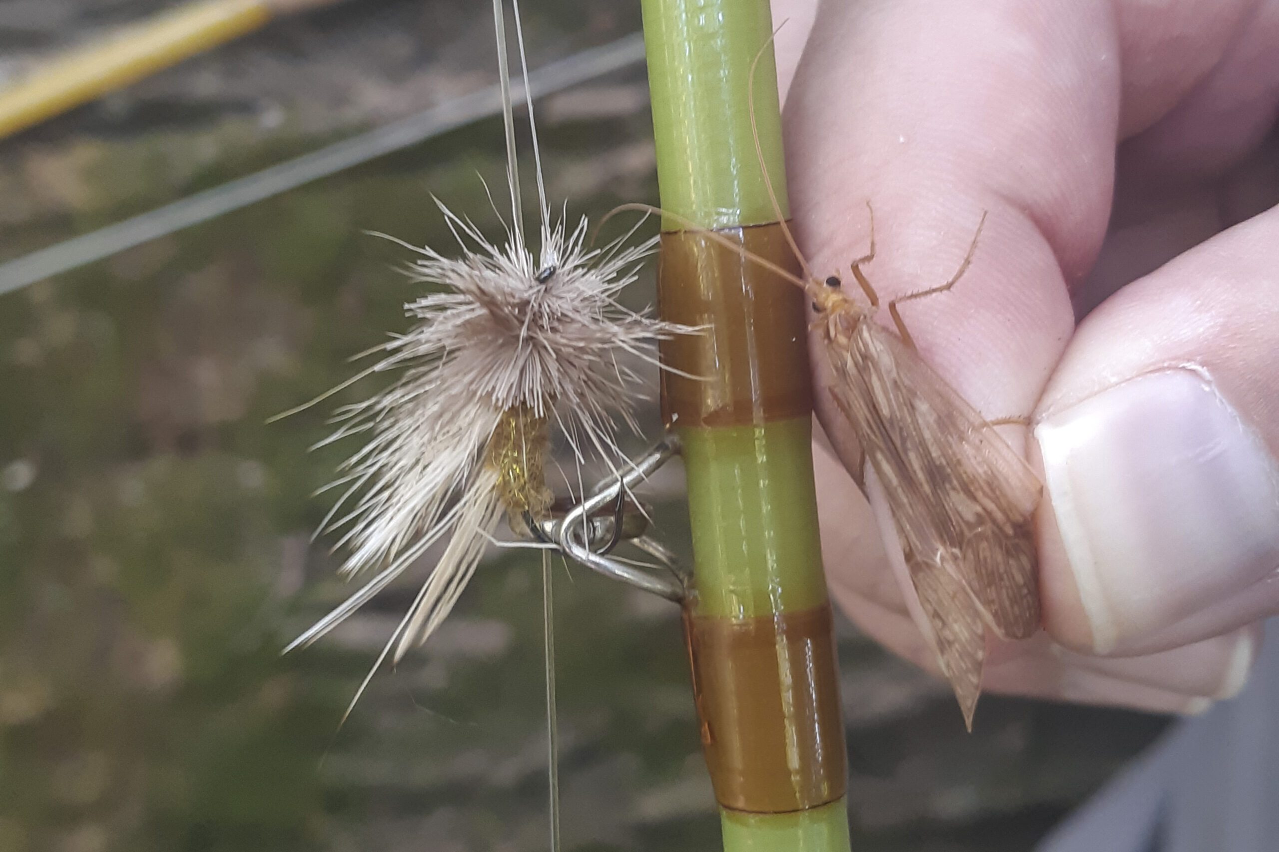 october-caddis-match-the-hatch