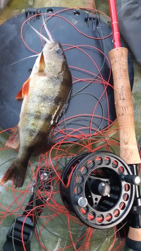 Pike Fly Fishing - Shabla - 2020