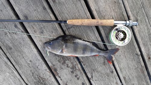 Pike Fly Fishing - Shabla - 2020