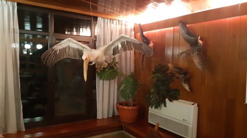 Pike Fly Fishing - Shabla - 2020