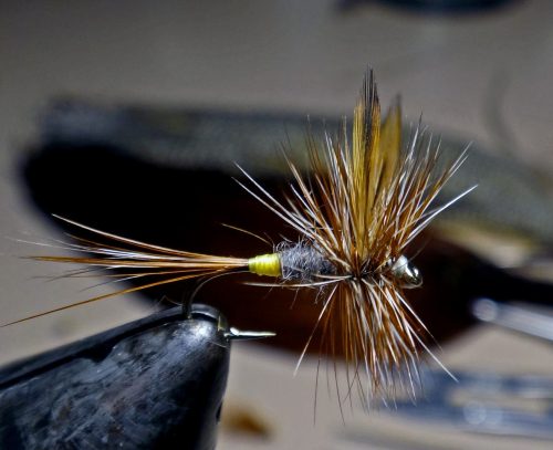 Adams Female