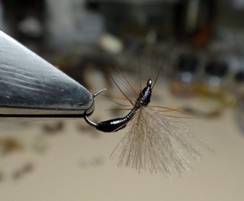 Ants-2