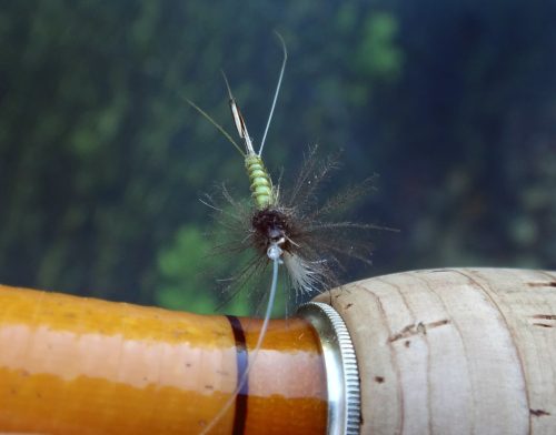 Biot Body CDC Emerger 18