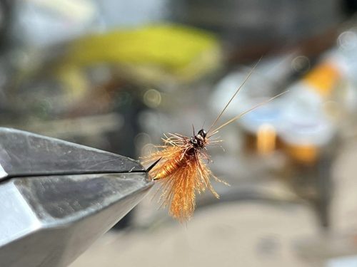Cinnamon CDC Sedge 16