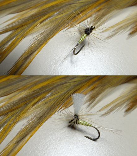 Honey Dun Para 16