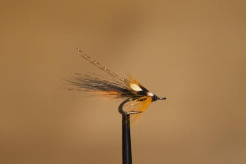 IMG 3184