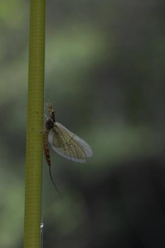 IMG 4742