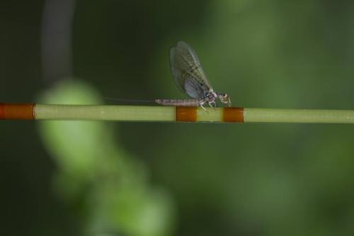 IMG 4868