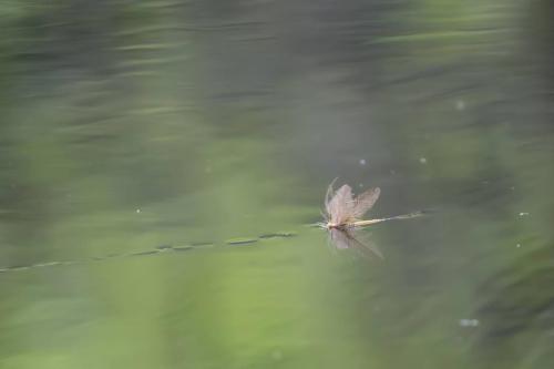 IMG 4999