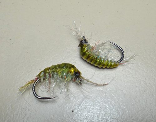 Javi Shrimp 14