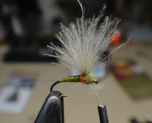 Olive CDC Dun 18