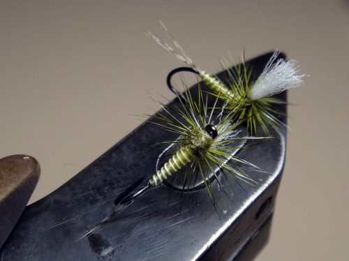 Olive Para-emerger 16
