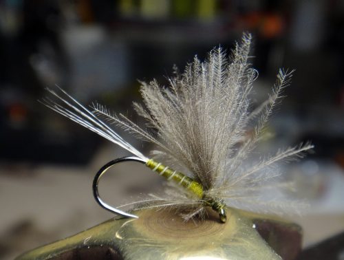 Olive Upright Dun 14 
