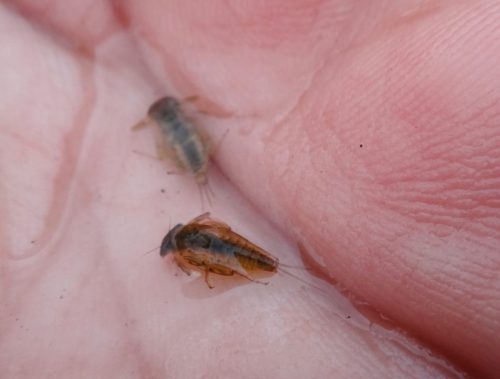 Rhithrogena Spec Nymph-3
