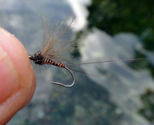 Rusty Brown Quill Body 12