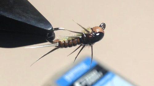 Stonefly 12