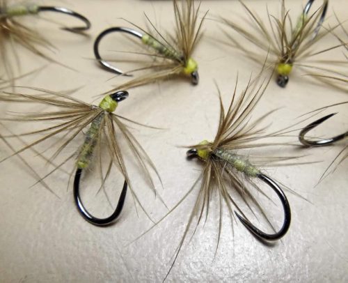 Waterhen Bloa-1