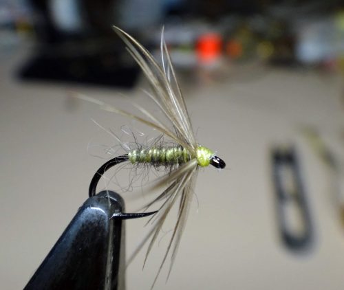 Waterhen Bloa-4