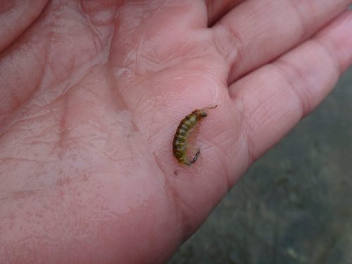 Amphipoda 16