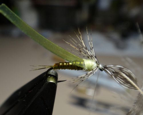 baetis-nymph-05