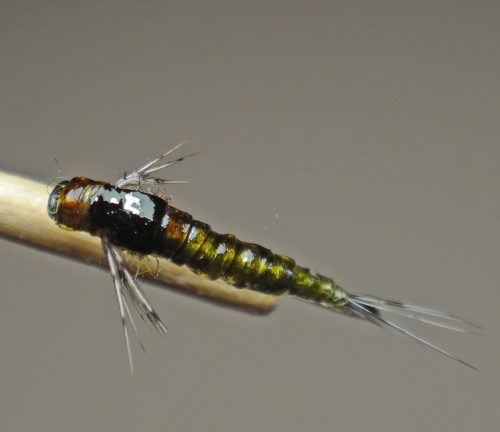 baetis-nymph-08