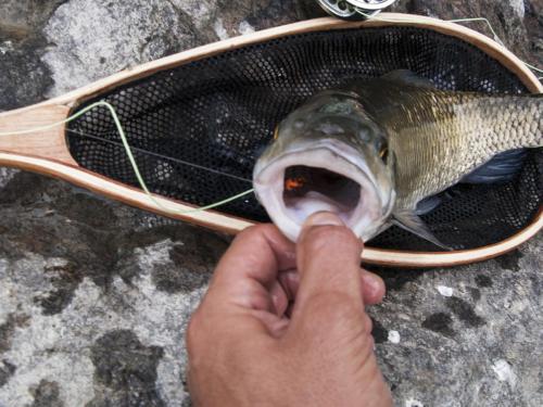 big-chub-tundja-river-04