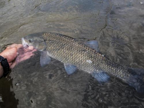 big-chub-tundja-river-05