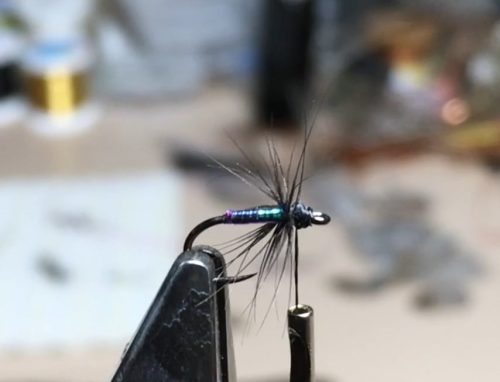 black-spider-pearl-variant-02