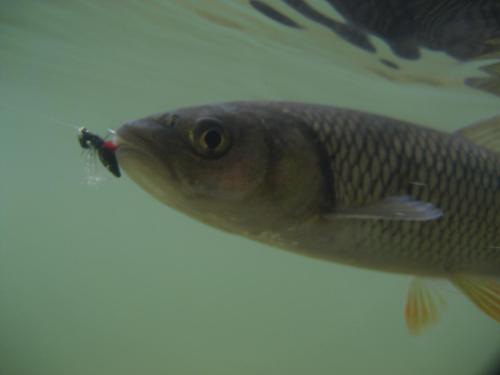 chub-on-rosica-03