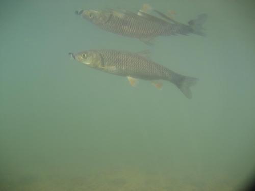 chub-on-rosica-07