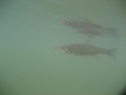 chub-on-rosica-09