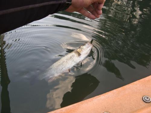 chub-veleka-river-06