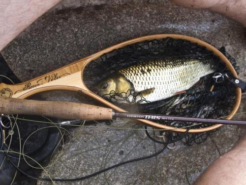 chub-veleka-river-09
