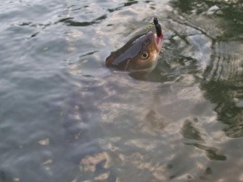 chub-veleka-river-10