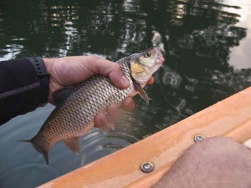 chub-veleka-river-11