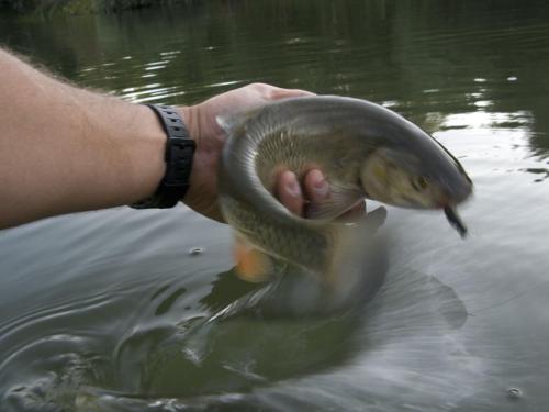 chubs-big-foam-beatle-14