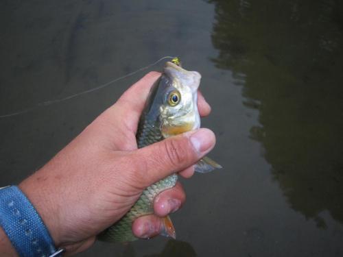 chubs-rosica-river-03