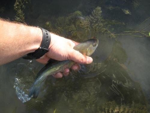 chubs-yantra-river-03