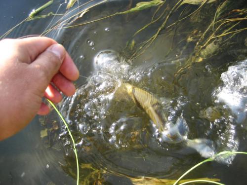 chubs-yantra-river-04