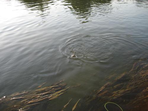 chubs-yantra-river-07