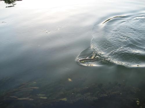 chubs-yantra-river-10