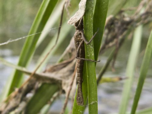 damselfly-metamorphosis-01
