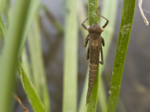damselfly-metamorphosis-03