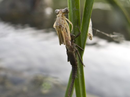 damselfly-metamorphosis-07