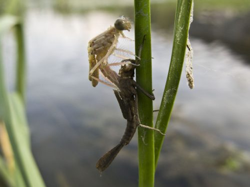 damselfly-metamorphosis-10
