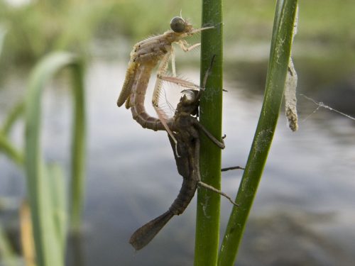 damselfly-metamorphosis-11