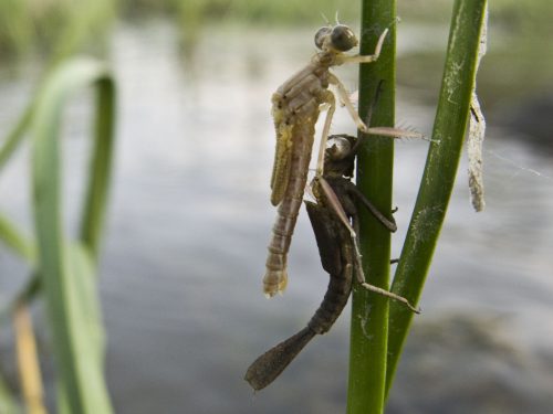damselfly-metamorphosis-12